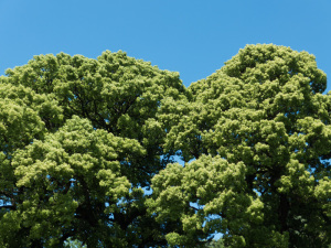 小石川植物園のクスノキ