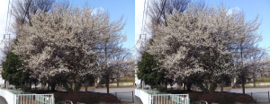 ガニガラ広場の梅の木