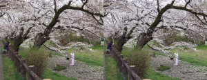 根川緑道_2025年３月30日